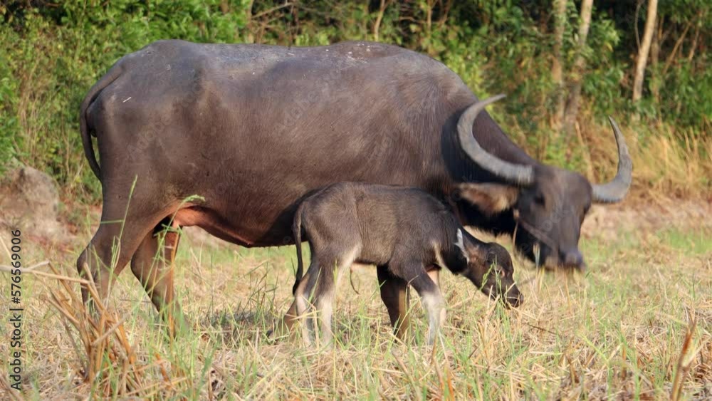 A water buffalo with a calf is grazing in a meadow at the sunset A water buffalo with a calf is grazing in a meadow at the sunset