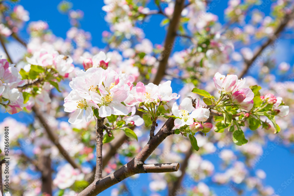 Blossom apple tree. White pink flowers of apple tree variety Bashkirskiy krasavets - Bashkir handsome on blue sky. Flowers a lot. Selective focus, close-up Blossom apple tree. White pink flowers of apple tree variety Bashkirskiy krasavets - Bashkir handsome on blue sky. Flowers a lot. Selective focus, close-up