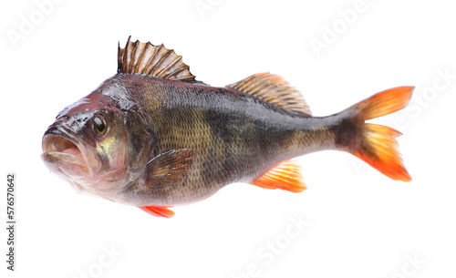 Fish perch isolated 