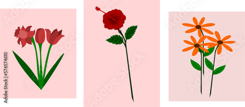 Collection of three various flowers. tulips, Hibiscus (Shoeblack plant) and aster. Hand drawn modern Vector set. Colorful trendy illustration. Floral design templates. All elements are isolated
