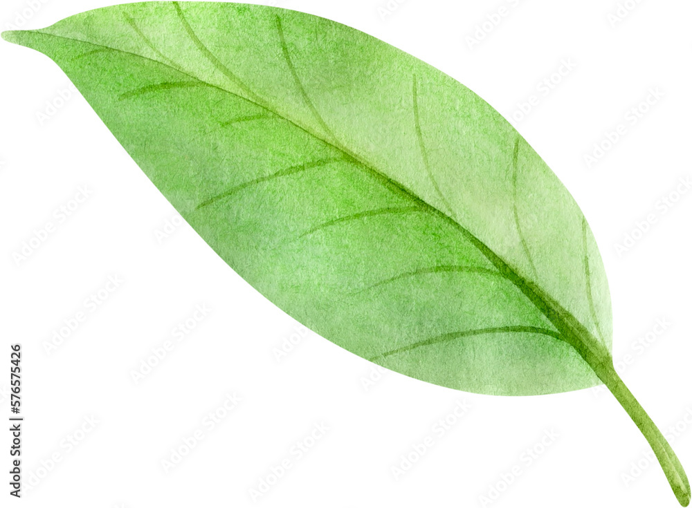 Obraz premium Hand Drawn Green Watercolor Cute Tropical Leaf