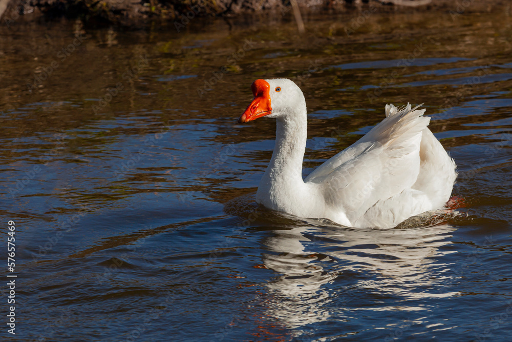 A goose swims in a lake with its beak open. A goose swims in a lake with its beak open.