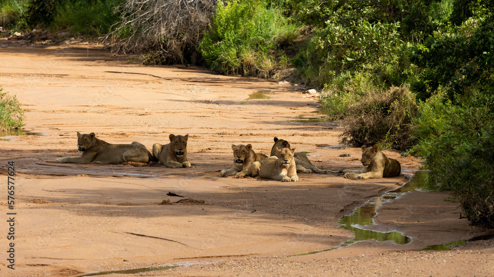 Fototapeta premium six lions resting in a dry riverbed