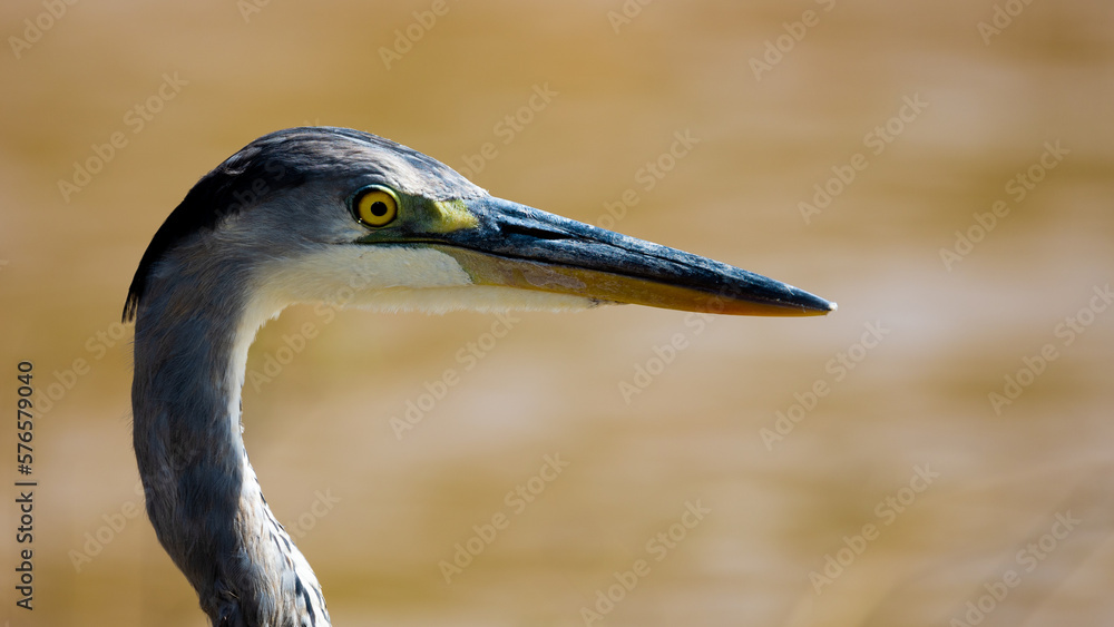a headshot of a grey heron closeup
a headshot of a grey heron closeup