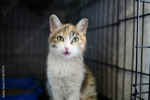 A cat in a shelter. Ordinary cats from the street caught in the shelter. High quality photo © zozo