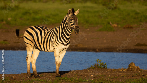 a zebra early morning at the waterhole