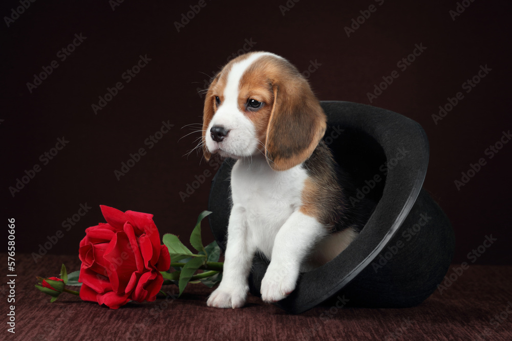 Cute little beagle puppy with hat and rose