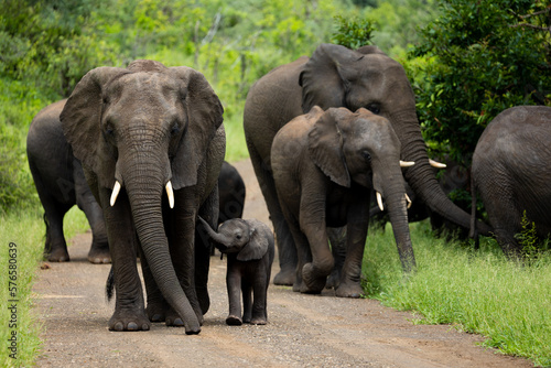 Photo a breeding herd of African elephants with a tiny calf
