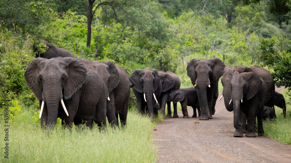 a breeding herd of African elephants with a tiny calf