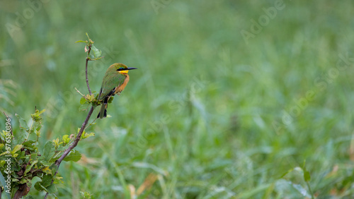 portrait of a little bee-eater