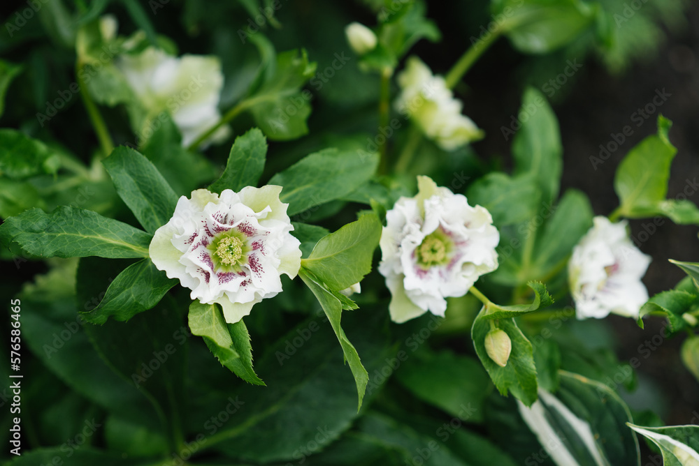 Beautiful white pink flower of Hellebore Oriental Double Ellen White Spotted Beautiful white pink flower of Hellebore Oriental Double Ellen White Spotted