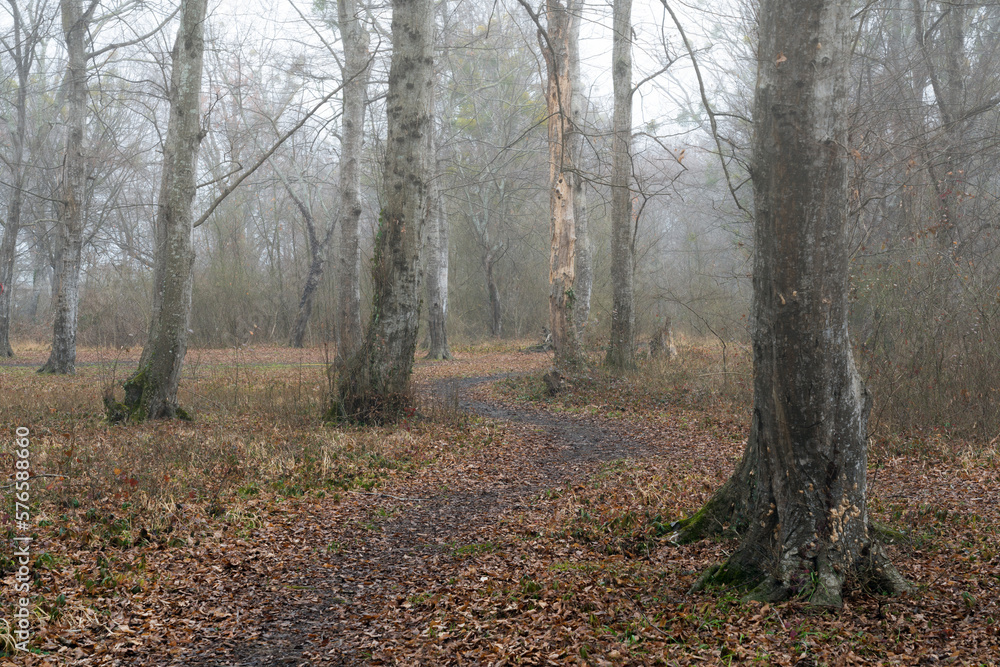 Bare leafless mystical foggy winter forest Bare leafless mystical foggy winter forest
