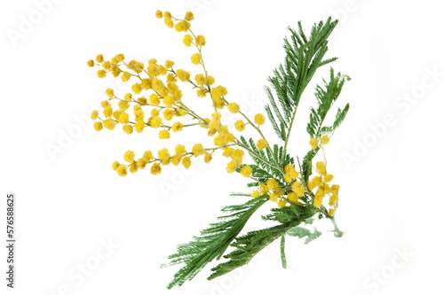 beautiful bouquet of yellow mimosa flowers isolated on white background. Closeup © lesslemon