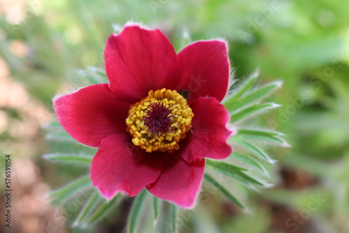 sasanka zwyczajna Anemone pulsatilla