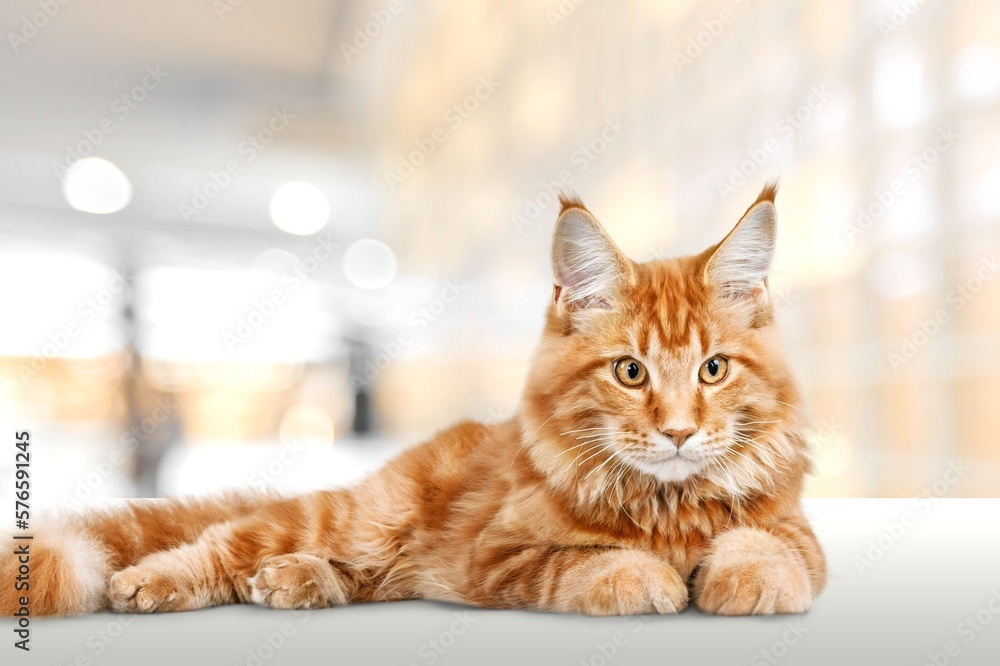 Cute young smart cat pet Cute young smart cat pet