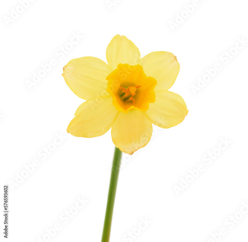 Yellow daffodil isolated on white background.