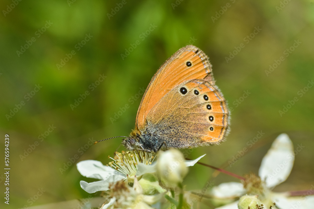 Fototapeta premium Russian Heath butterfly, Coenonympha leander wildflower. Little dotted butterfly on wild rose