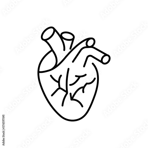 The anatomical human heart is a linear icon in a vector, an illustration of an internal organ.