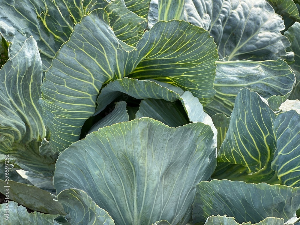 Obraz premium Cabbage on the ground.