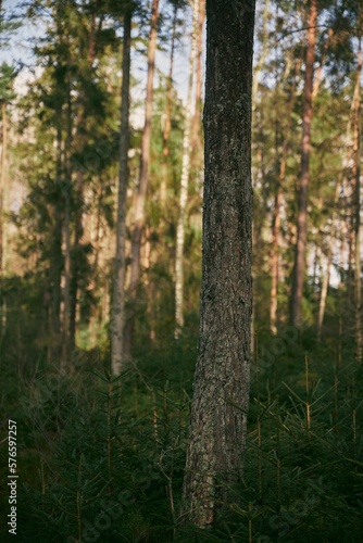 Young spruce trees and saplings. Concept of better future and reforestation. Forest restoration and environmental protection in Europe.