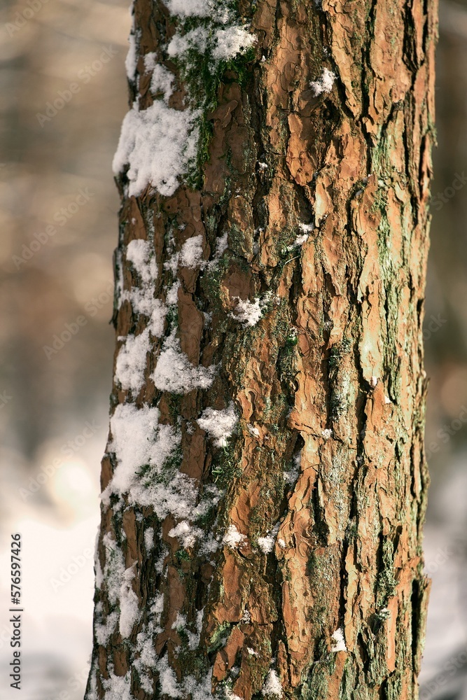 Snow covered tree bark in the winter woods. Close up of a tree texture at winter. Snow covered tree bark in the winter woods. Close up of a tree texture at winter.