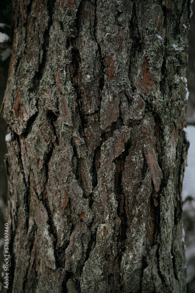 Obraz premium Textured plant bark of a pine tree with weathered texture and detailed crevices and rough surface