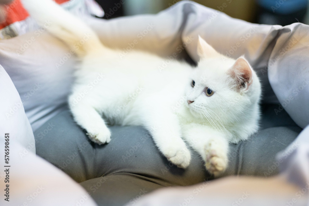 A cute kitten with big eyes is having fun with a toy. A cute kitten with big eyes is having fun with a toy.