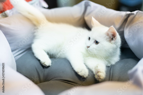 A cute kitten with big eyes is having fun with a toy.