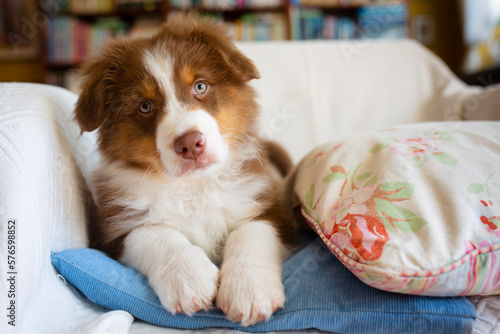 Portrait of an adorable Australian Shepherd puppy