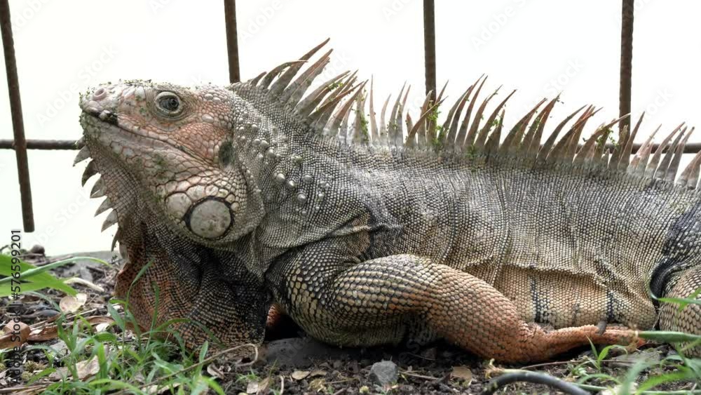 Observant iguana laying on its belly. Observant iguana laying on its belly.