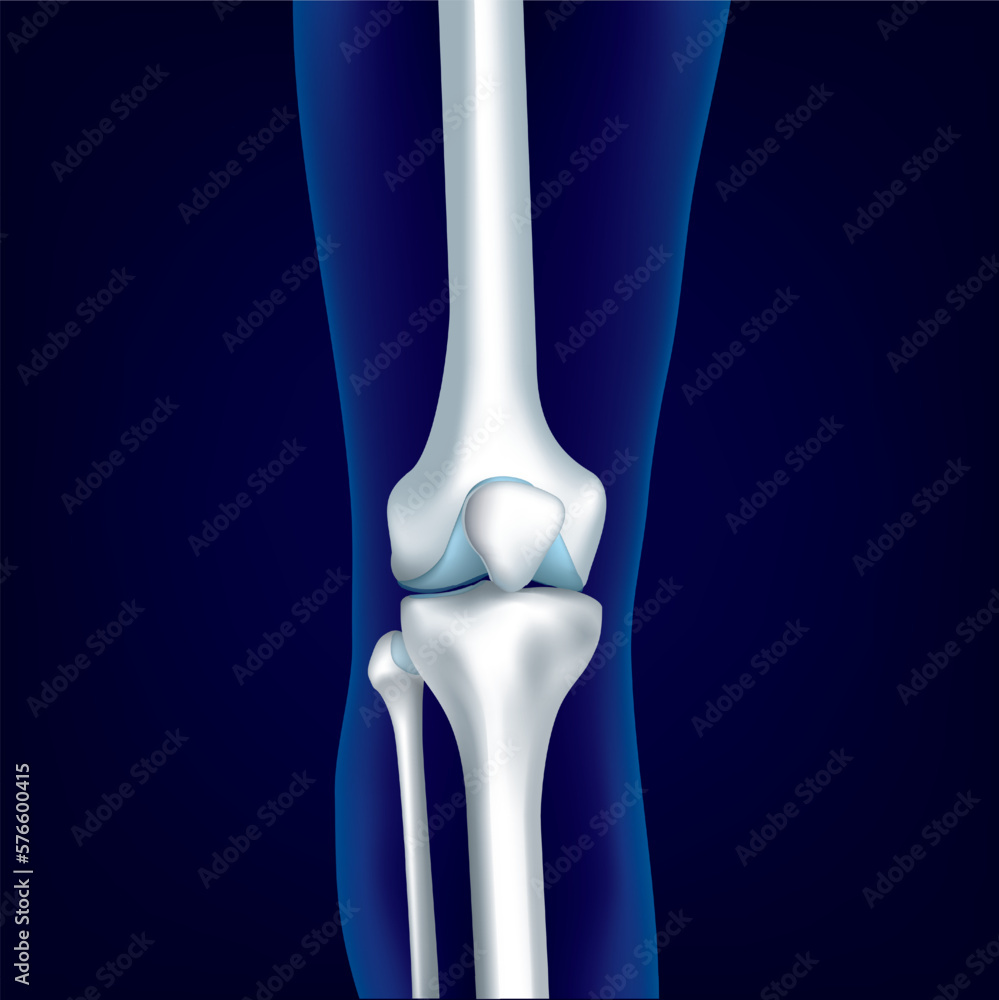 Educational medical illustration of leg bones and knee. Educational medical illustration of leg bones and knee.