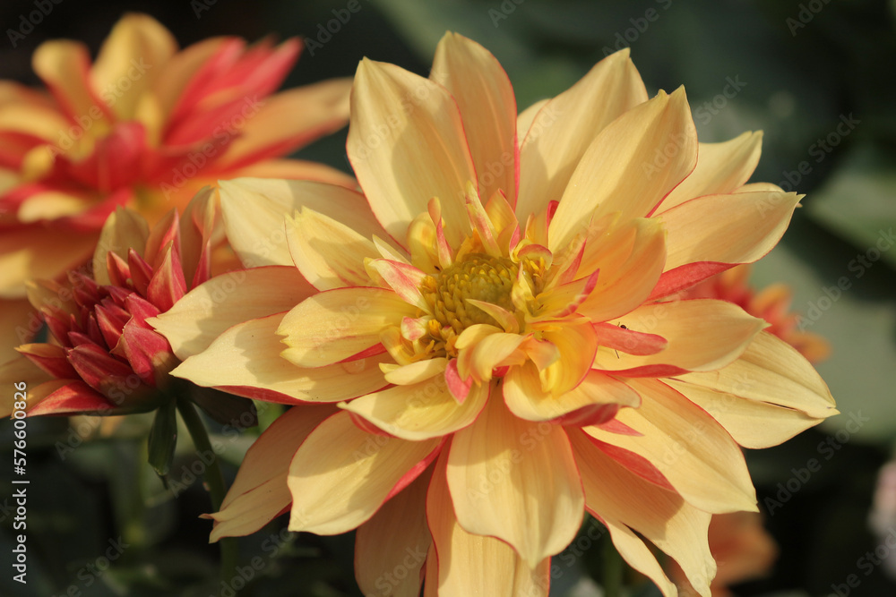 a nature concept, the flower at the garden a nature concept, the flower at the garden