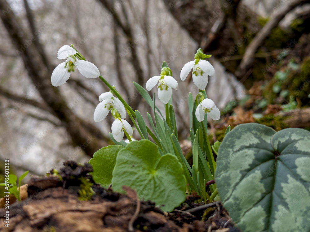endemic snowdrop flowers, heralds of spring with the melting of snow endemic snowdrop flowers, heralds of spring with the melting of snow