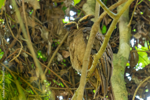 Haubenkauz (Lophostrix cristata) photo