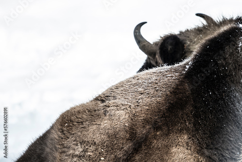 Back of European bison (Bison bonasus), Armenis, Caras-Severin, Romania photo