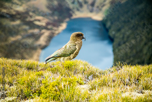 A Kea Perching On Grassland In Kahurangi National Park, New Zealand