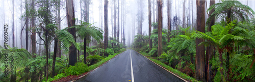 A Long Road Passing Through The Rainforest In Dandenong Ranges photo