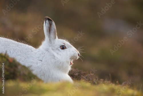 Mountain hare,Lepus timidus Close up portrait of an adult in its white winter coat yawning against a rock . February. Scotish Mountains, Scotland, UK. photo