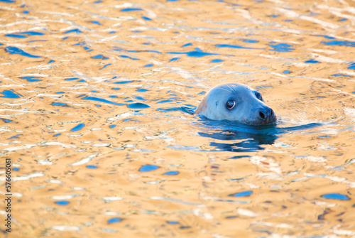 Grey seal (Halichoerus grypus) in golden coloured water in a working harbour, Scotland. photo