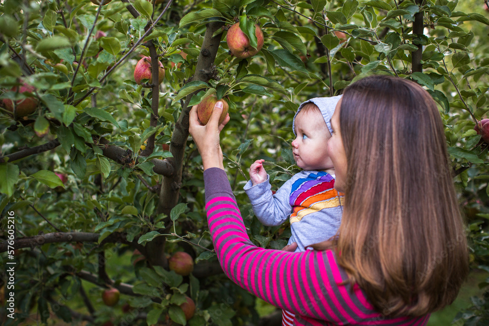 A young mother and her infant child pick apples and pears at a fruit orchard. A young mother and her infant child pick apples and pears at a fruit orchard.