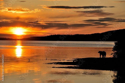 Grizzly bearÂ (UrsusÂ arctosÂ ssp.) on lakeshore at sunset in Katmai National Park, Alaska, USA photo