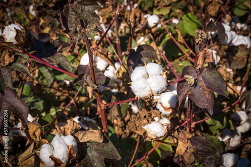 Growing cotton plants on the agricultural field in Texas © Victoria