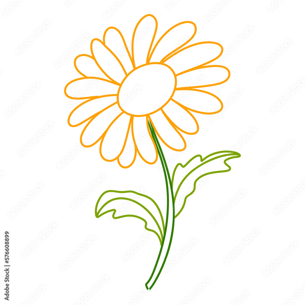 ox-eye daisy flower, chamomile flower, Spring Element ox-eye daisy flower, chamomile flower, Spring Element