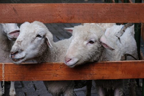 A wooden fence with sheeps behind it, goat photo