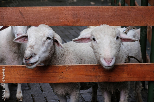 A wooden fence with sheeps behind it, goat photo