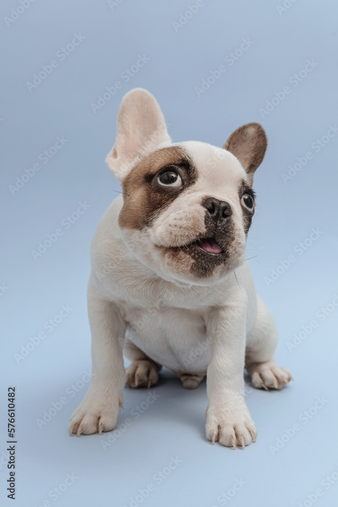 French bulldog puppy waiting for food. Studio shot of a lovely French Bulldog sitting on blue background. French Bulldog puppy 3 months old