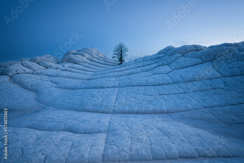 Solitude in the Desert: Lonely Tree Standing Tall in White Pocket, Arizona