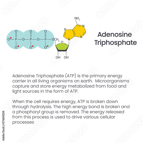 Adenosine Triphosphate biochemistry, organic chemistry science vector infographic