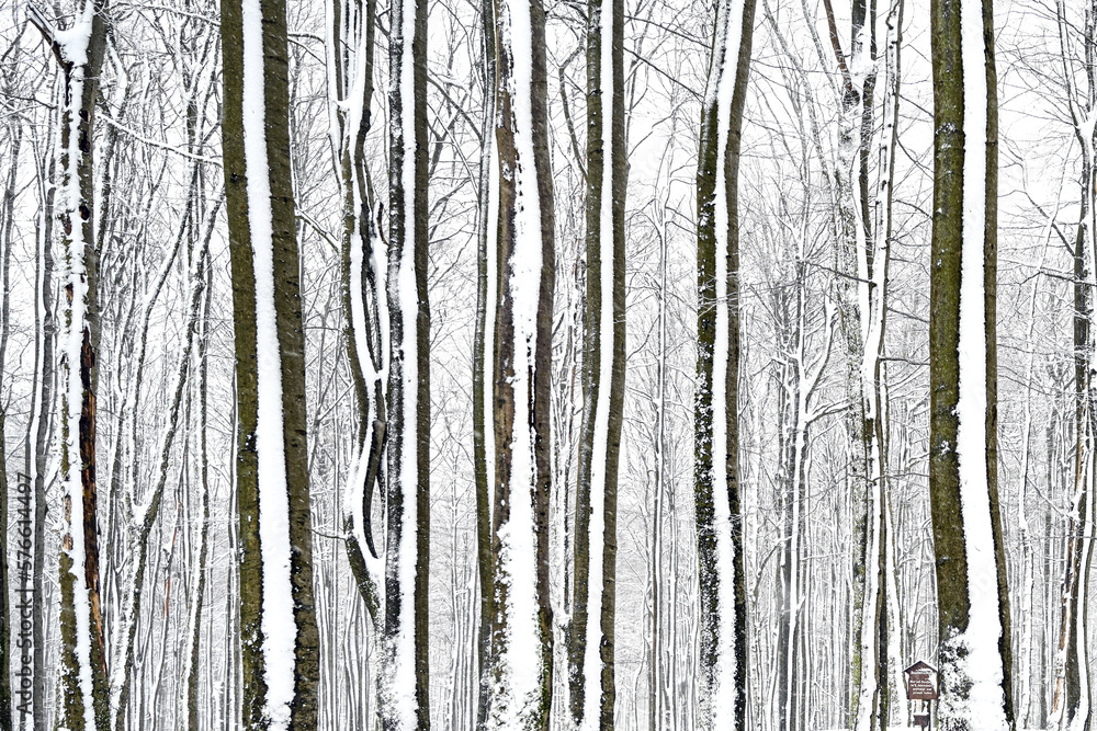 Obraz premium Winterwald