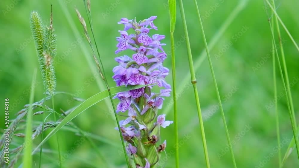 Violet Dactylorhiza majalisblue, commonly known as The broad-leaved marsh orchid, glowing by sunlight in day. Dactylorhiza baltica. Violet Dactylorhiza majalisblue, commonly known as The broad-leaved marsh orchid, glowing by sunlight in day. Dactylorhiza baltica.